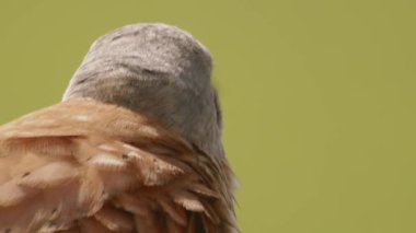 Red-footed hawk Falco vespertinus in the natural environment. Close up