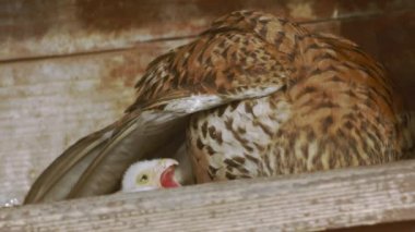 Red-footed hawk Falco vespertinus in the natural environment. Close up