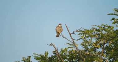 Red-footed hawk Falco vespertinus in the natural environment. Close up