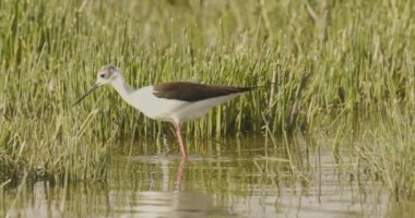 Red-footed hawk Falco vespertinus in the natural environment. Close up