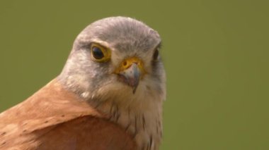 Red-footed hawk Falco vespertinus in the natural environment. Close up