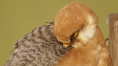Red-footed hawk Falco vespertinus in the natural environment. Close up
