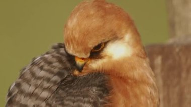 Red-footed hawk Falco vespertinus in the natural environment. Close up