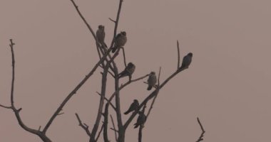 Red-footed hawk Falco vespertinus in the natural environment. Close up