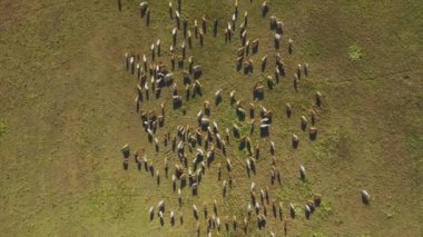 Herd Of Cattle Grazing, Aerial view, Hortobagy National Park