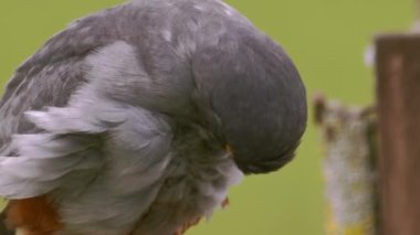 Bird Red-footed Falcon, Falco vespertinus, cleaning plumage, Hungary. Slow motion Image