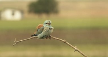 European Roller, Coracias Garrulus. Slow Motion Image