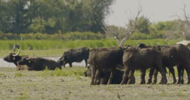 Herd Of Bubalus Bubalis (Water Buffalo) Grazing,Slow Motion Image