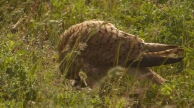 Red-Footed Falcon (Falco Vespertinus) Eating A Mouse. Slow Motion Image