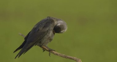 Western Jackdaws Sitting On Branch, Close-Up Image