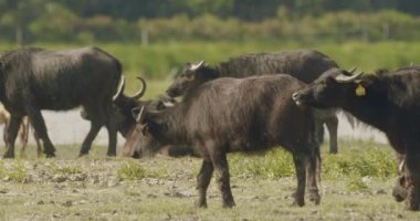 Herd Of Bubalus Bubalis (Water Buffalo) Grazing and Resting, Slow Motion Image