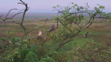 Herd Of Bubalus Bubalis (Water Buffalo) Grazing and Resting, Slow Motion Image