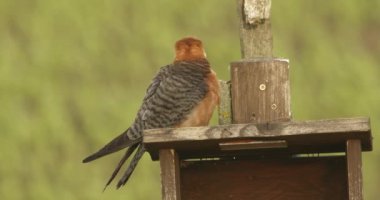 Red Footed Hawk Falco Vespertinus sitting on top of a nest, Close-up Image