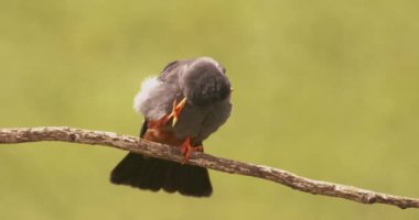 Bird Red-footed Falcon, Falco vespertinus, cleaning plumage, Hungary. Slow motion Image