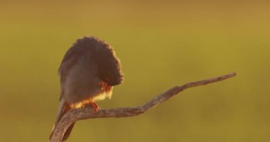 Red-Footed Falcon, Falco Vespertinus, Sitting On Branch