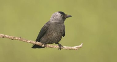 Western Jackdaws Sitting On Branch, Close-Up Image