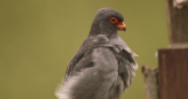Bird Red-footed Falcon, Falco vespertinus, cleaning plumage, Hungary. Slow motion Image
