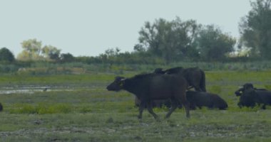 Close-Up Of Herd Of Water Buffalo (Bubalis Murrensis) Resting and Grazes On A Green Meadow