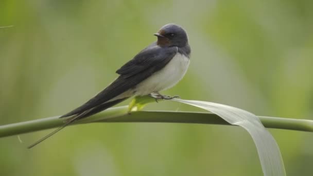 Barn Swallow Hirundo Rustica Perches Branch — стокове відео