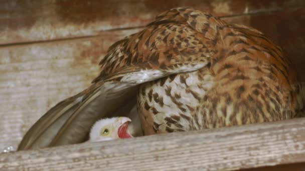 Red Footed Hawk Falco Vespertinus Natural Environment Close — Vídeos de Stock