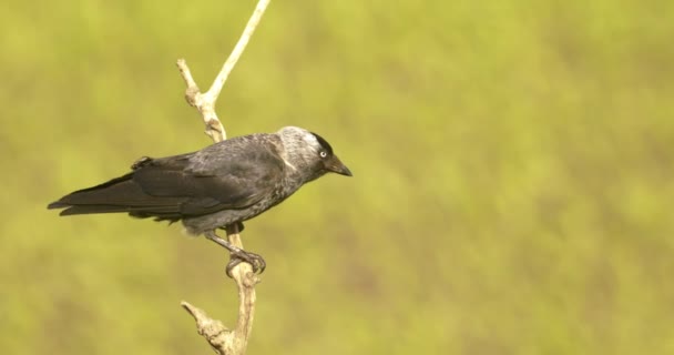 Falco Vespertinus Falcão Pés Vermelhos Ambiente Natural Fechar — Vídeo de Stock