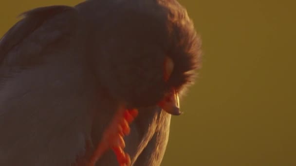 Red Footed Hawk Falco Vespertinus Natural Environment Close — 비디오