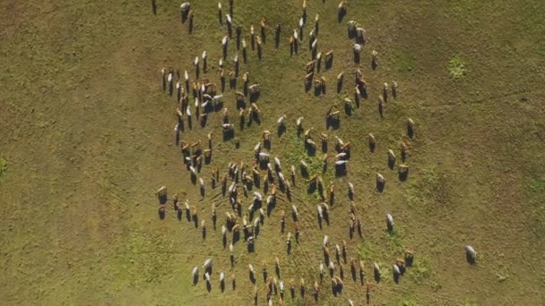 Herd Cattle Grazing Αεροφωτογραφία Εθνικό Πάρκο Hortobagy — Αρχείο Βίντεο