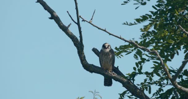 Vörös Lábú Sólyom Falco Vespertinus Természetes Környezetben Lassú Mozgás Kép — Stock videók