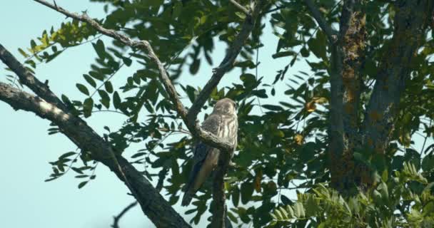 Red Footed Hawk Falco Vespertinus Little Bird Prey — Vídeos de Stock