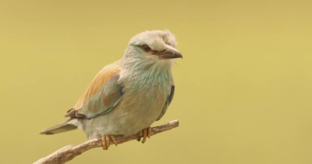 Avrupa Roller Coracias Garrulus Renkli Mavi Kuş — Stok video