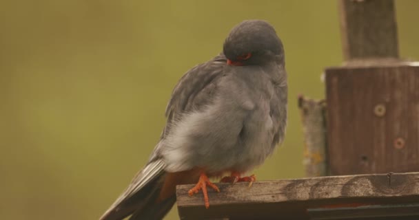 Bird Red Footed Falcon Falco Vespertinus Cleaning Plumage Hungary Slow — Stok video