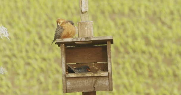 Red Footed Hawk Falco Vespertinus Natural Environment Male Bird Sits — Vídeos de Stock