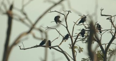 Rooks Colony / Corvus Frugilegus. Slow Motion Image