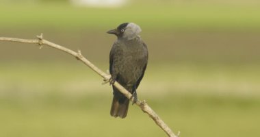 Black Jackdaw Bird Sits On A Branch. Slow Motion Image