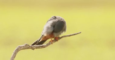 Kırmızı Ayaklı Şahin, Falco Vespertinus, Şubede Oturan