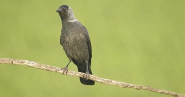 Black Jackdaw Bird Sits On A Branch. Slow Motion Image