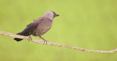 Black Jackdaw Bird Sits On A Branch. Slow Motion Image