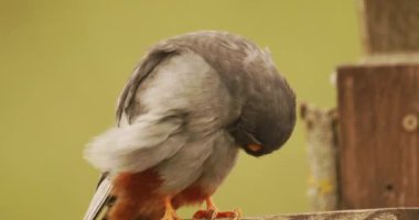 Bird Red-footed Falcon, Falco vespertinus, cleaning plumage, Hungary. Slow motion Image