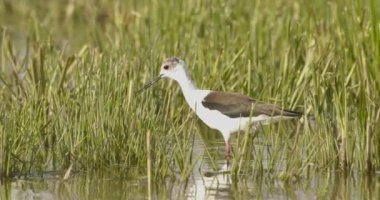 Black Winged Stilt (Himantopus Himantopus). Slow motion