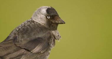 Coloeus monedula - The western jackdaw is a species of passerine bird in the Corvidae family. Close-up Image