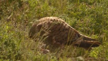 Red-Footed Falcon (Falco Vespertinus) Eating A Mouse. Slow Motion Image