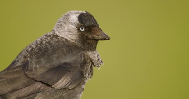 Coloeus Monedula Western Jackdaw Species Passerine Bird Corvidae Family Close — Video
