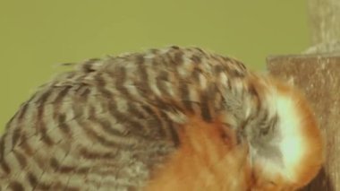 Herd Of Bubalus Bubalis (Water Buffalo) Grazing, Slow Motion Image