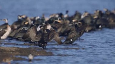 Büyük karabataklar, Phalacrocorax karbonhidrat, baharda mavi suda oturuyor, yavaş çekim.