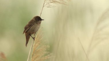 Savi 'nin Warbler' ı. Şarkı Söyleyen Kuş Reed. Locream Luscinioides