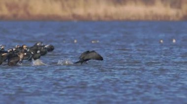 Karabatak Büyük Su Kuşu Yakından Uçuyor Yavaş Hareket Eden Kanatlar
