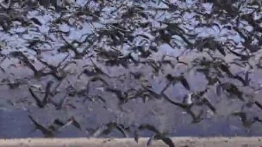 Greylag Kaz. Baharda gölün üzerinde uçan kuş sürüsü. Anser Anser