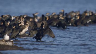 Büyük karabataklar, Phalacrocorax karbonhidrat, baharda mavi suda oturuyor, yavaş çekim.