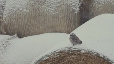 Küçük baykuş (Athene Noctua) kışın bir ağaç dalında oturuyor.
