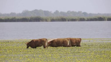 Ruminant inek sürüsü (Bos Taurus Taurus) sulak arazide besleniyor.